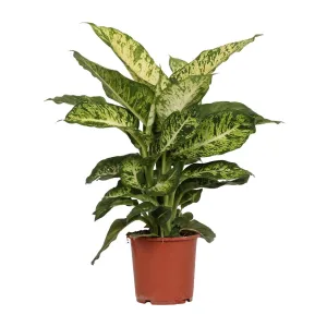 Dieffenbachia Mars (Dumb Cane) ↑ 50 cm