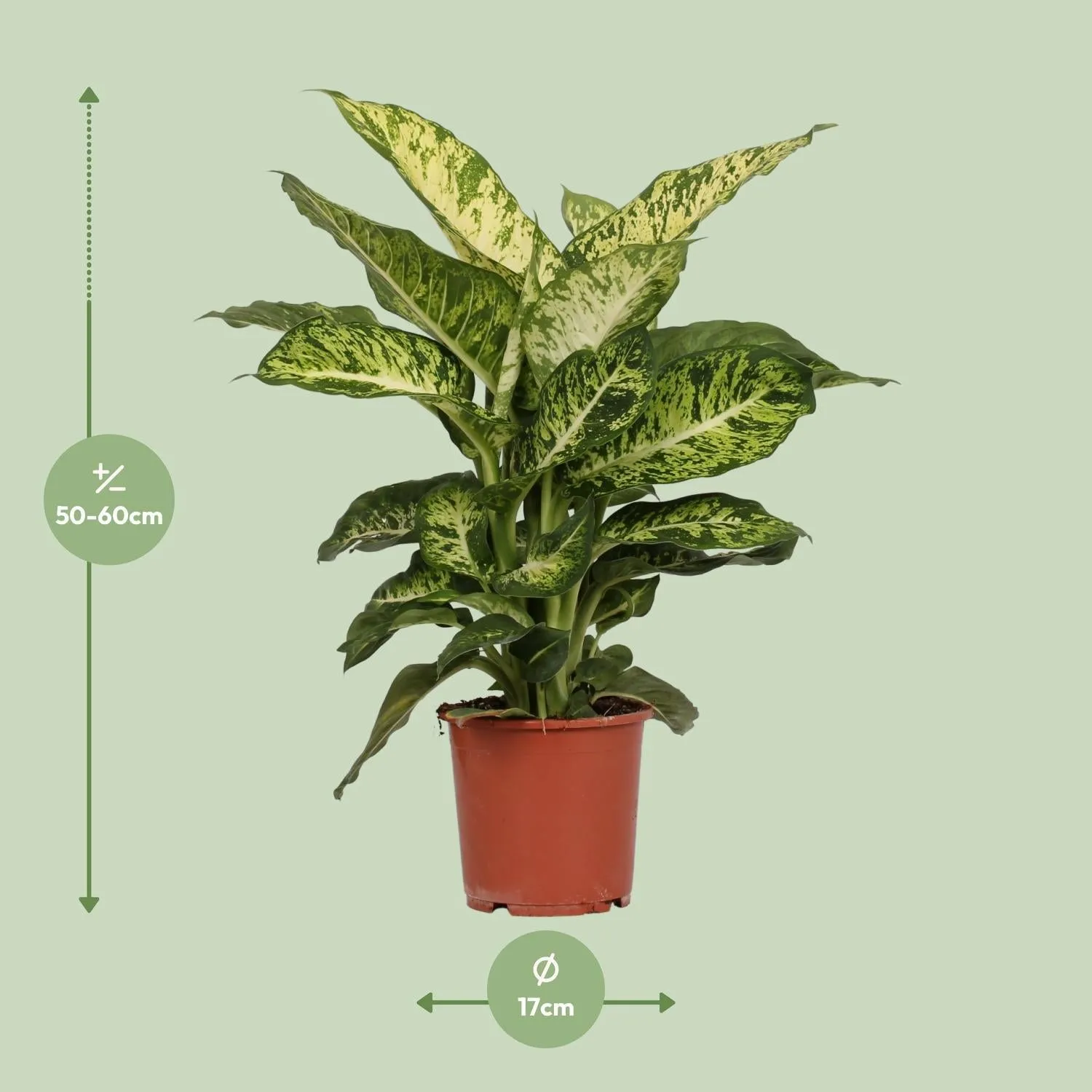 Dieffenbachia Mars (Dumb Cane) ↑ 50 cm