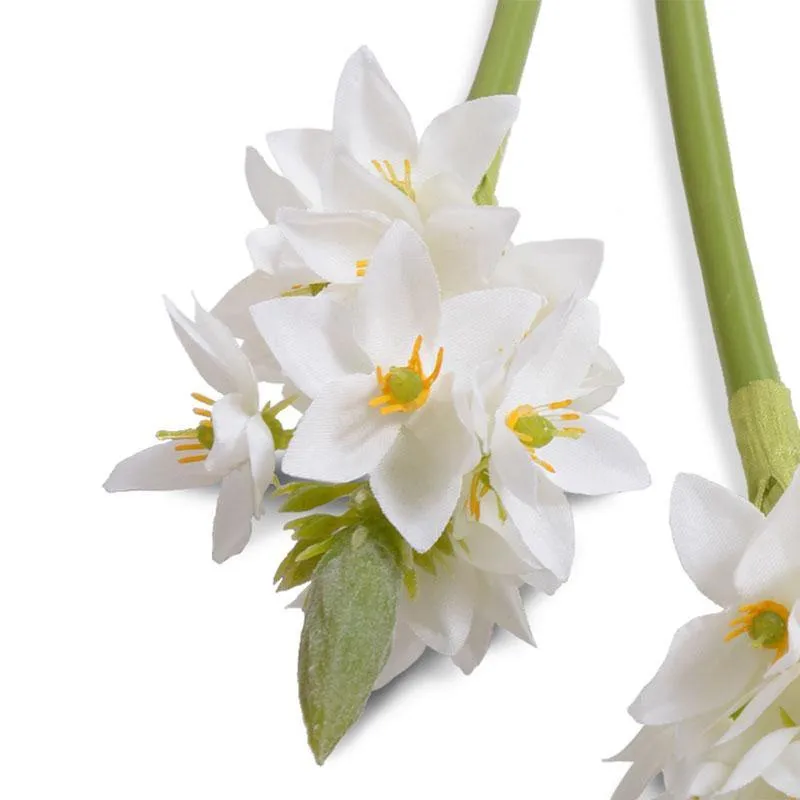 Ornithogalum "Star of Bethlehem", 24" L