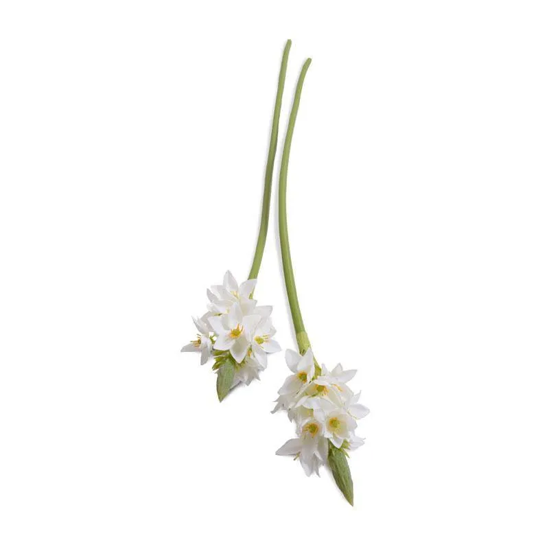 Ornithogalum "Star of Bethlehem", 24" L