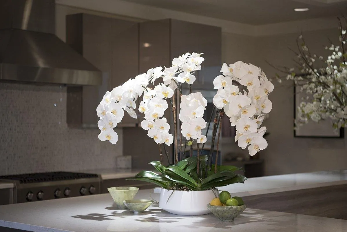 Phalaenopsis Orchid x8 in Porcelain Bowl 32"H